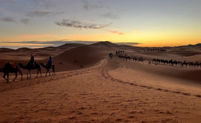 Camel caravan at sunset in the Erg Chebbi dunes near Merzouga